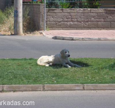 Genç,Güzel,Sağlıklı Akbaş-Kangal Özelliklerine Sahip,Sokakta Yaşıyor., Antalya