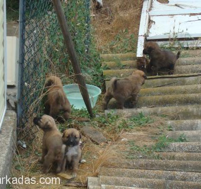 Safkan Kangal Yavruları-9 Taneler, Acil Yuva Bulmaları Gerek!-Ücretsiz-, İstanbul