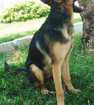 7 Aylık Alman Çoban Köpeği Yavrusuna İzmirde Özenerek Bakacak Bir Sahip Arıyoruz, İzmir