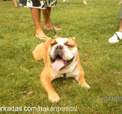 İngiliz Bulldog Yuva Arıyor-Ücretsiz, İstanbul