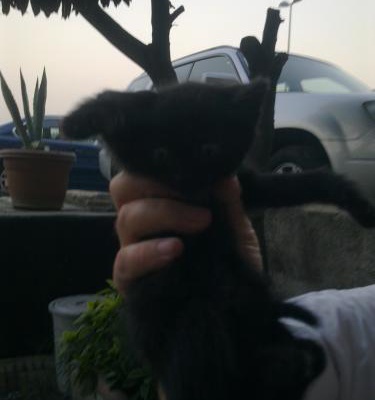 Sahiplendi!!! Evsiz Yavru Kedi Minik E Ev Arıyoruz, İstanbul