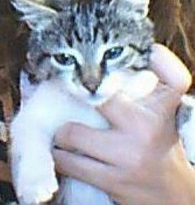 Tekir Yavru Kedi Yuva Buldu, İstanbul