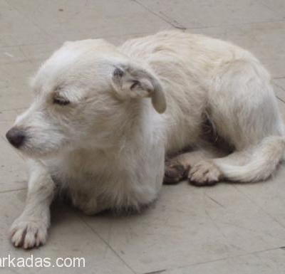 3-4 Yaşlarında Jack Russell Terrier Ev Aranıyor, Ankara
