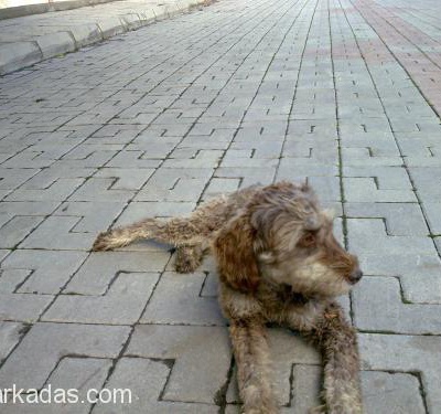 Ücretsiz Terrier, Ankara
