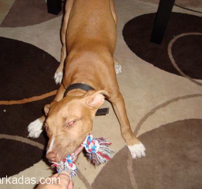 7Aylık Amerikan Pitbull Terrier, Bursa
