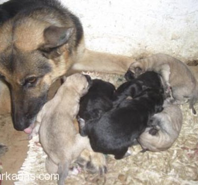 Ormanda Bulduğumuz Alman Çoban Köpeği Ve Sokö Kırması 8 Yavrusunu Sahiplendireceğiz Lütfen Güncel, İstanbul