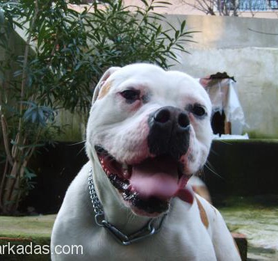 Amerikan Bulldog Et Tırnaktan Ayrılmak Zorunda, İstanbul