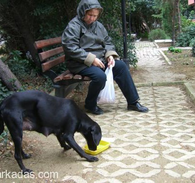 Sokağa Terk Edilen Labrador Dişi Köpüş!!..., B.Çekmece-- İstanbul, İstanbul