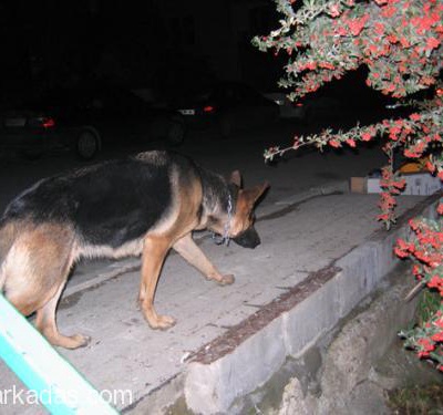 Ücretsiz Yeni Doğacak  Alman Çoban Köpeği(Yavru), Ankara
