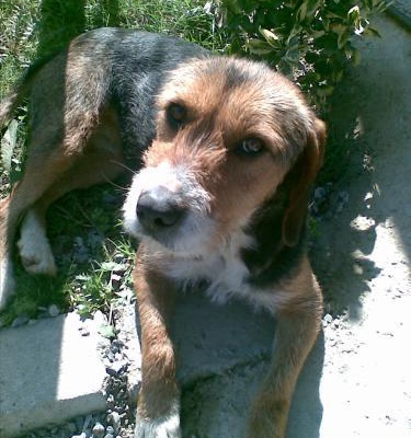 Çekmeköyde Beagle Desenli Terrier Bulundu, İstanbul