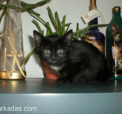 Kara Kedi Mi Seviyorsunuz?, Ankara