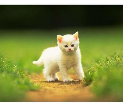 Ücretsiz Beyaz Yavru Kediye Yuva, Antalya