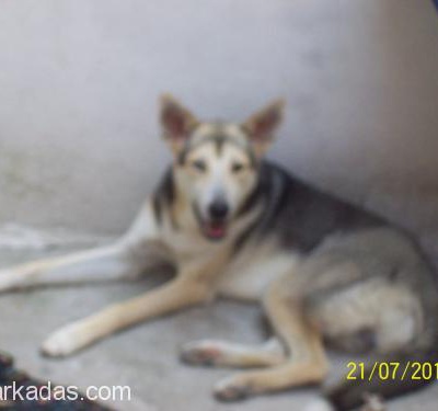 Köpeğime Dişi Sibirya Arıyorum, Bursa