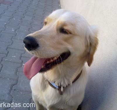 Dünyanın En Güzel Köpeği Elvis, İstanbul