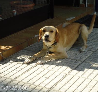 Şila'Mıza Bahçesi Olan Köpek Seven Bir Aile Arıyoruz, İzmir