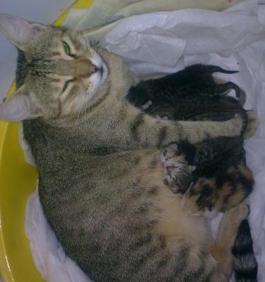 2 Günlük Bebekler Sütten Kesildiğinde Yeni Anneler Arıyor..., İstanbul
