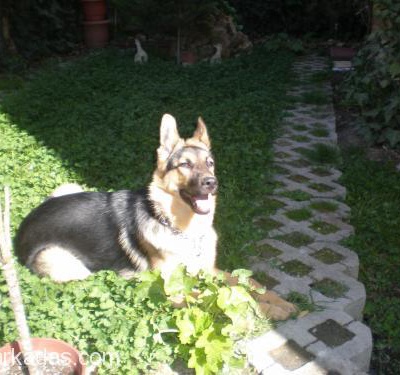 Alman Çoban Köpeği Kızımıza Ev Arıyoruz, Ankara