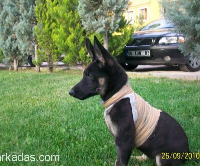 Alman Çoban Köpeğine Acil Yuva, Ankara