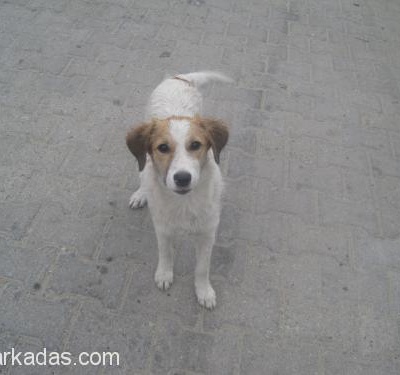 Çok Sevimli Kıpır Kıpır Bi Av Köpeği İzmir Manisa  Ve Çevresi Lütfen Yardım Edin, İzmir