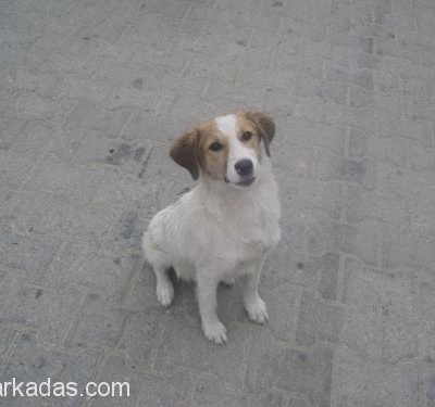 Çok Sevimli Kıpır Kıpır Bi Av Köpeği İzmir Manisa  Ve Çevresi Lütfen Yardım Edin, İzmir
