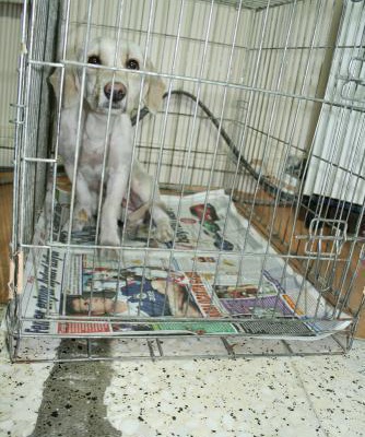 Labrador Kırması Ankara Acil Yuva!, Ankara