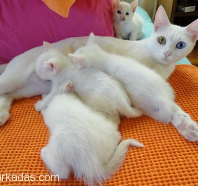 Van Kedisi Yavruları, 2,5 Aylık, Erkek, Anne Altından, Ücretsiz, Sadece Antalya İçi, Antalya