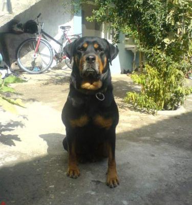 5 Yaşında Dişi Rottweiler, Manisa