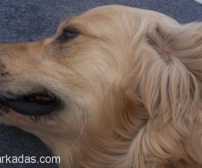 Golden Retriewer Cinsi Köpeğimiz Bulut\'A Daha Rahat Edebileceği Bir Yuva Arıyoruz, Ankara