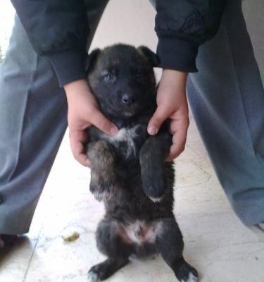 Yuva Arayan Alman Çoban Köpeği Melezi, Ankara
