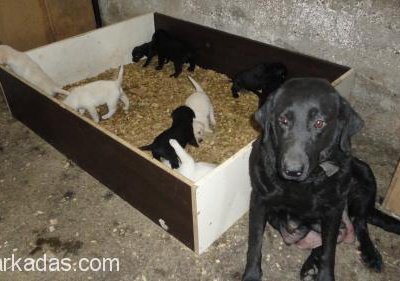Siyah Labrador Retriever(Safkandır), İzmir