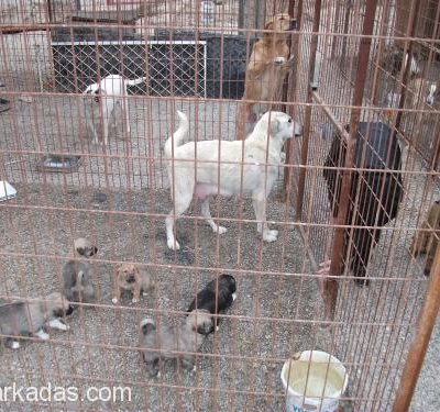Kangal Ve Yavruları Yuva Arıyor, Bursa