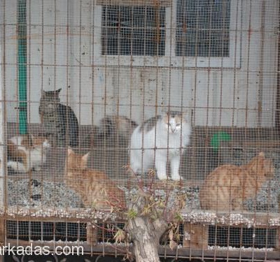 Barınak Kedileri Yuva Arıyor, Bursa