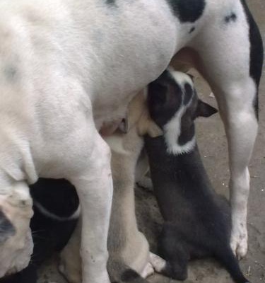 Sibirya Pitbull Kırmaları Bi Bakın Derim Tatlılıklara:) Yeni Bi Köpek Cinsi Sibirpit:), İstanbul