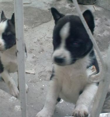 Sibirya Pitbull Kırmaları Bi Bakın Derim Tatlılıklara:) Yeni Bi Köpek Cinsi Sibirpit:), İstanbul