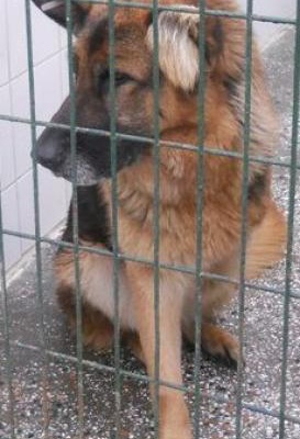 Yaşlı Alman Çoban Köpeği 3 Bacaklı Hayat Arkadaşını Arıyor, İstanbul