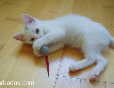 Bursada Beyaz Yavru Kedi Arıyorum, Bursa