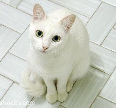 Beyaz Ankara Kedime Yuva Arıyorum., İstanbul