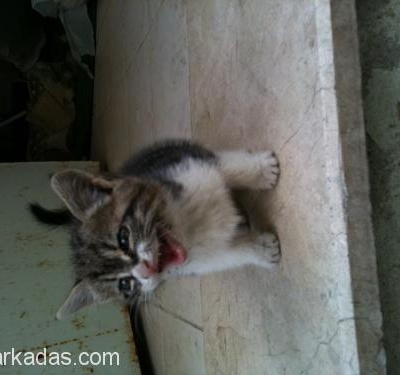 1.5 Aylık Minik Kedi İzlemeye Doyamazsınız, İstanbul