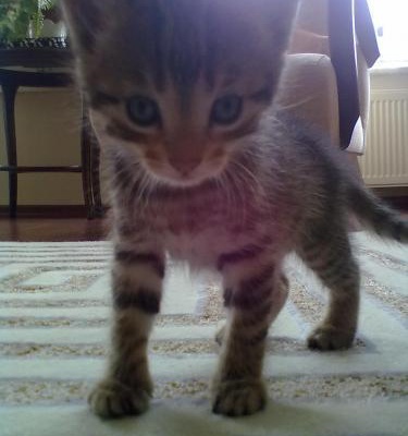 2 Tatlı Erkek Yavru Kediye Yuva Aranıyor/ Bursa, Bursa