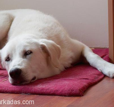 Labrador Husky Melezi Yuva Arıyor, Antalya