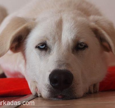 Labrador Husky Melezi Yuva Arıyor, Antalya