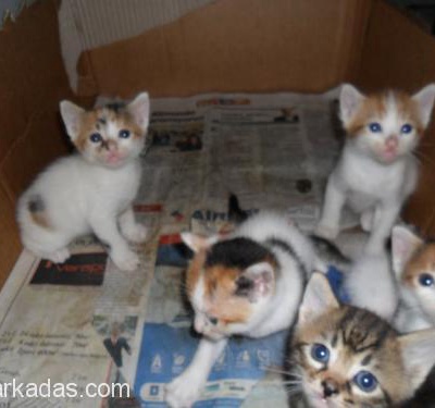Yavru Kediler Yuvasını Arıyor, İzmir