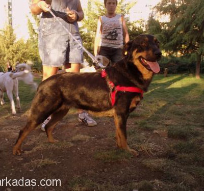 1 Yaşında Dişi Rottweiler Yuva Arıyor!, Ankara