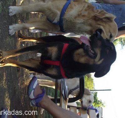 1 Yaşında Dişi Rottweiler Yuva Arıyor!, Ankara