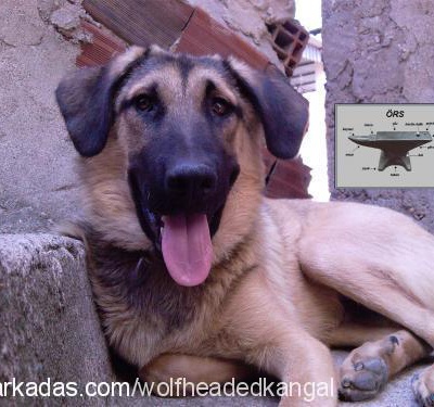 Kangal-Alman Kurdu Kırması İyi Bekçi Köpeği Hatta Çoban, İzmir