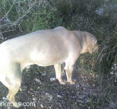 Labrador Av Köpeği Kırması Dost Yuva Arıyor, İzmir
