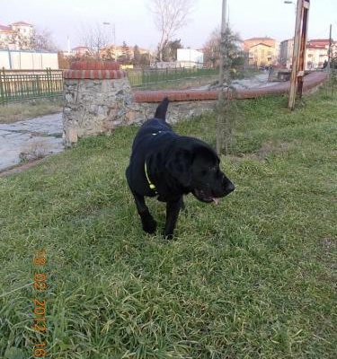 Siyah Erkek Labrador Acil Yuva, İstanbul