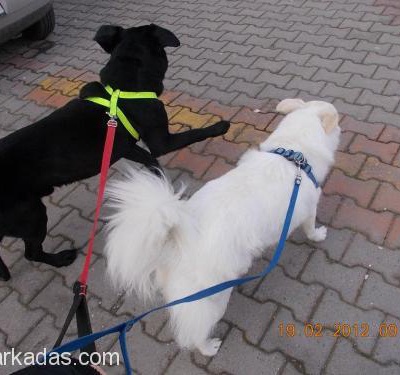 Siyah Erkek Labrador Acil Yuva, İstanbul