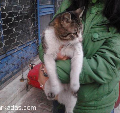Bu Masum Kediye Acil Yuva!! Bahçelievler, İstanbul
