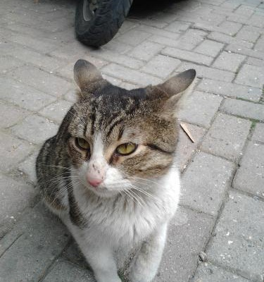 Bu Masum Kediye Acil Yuva!! Bahçelievler, İstanbul